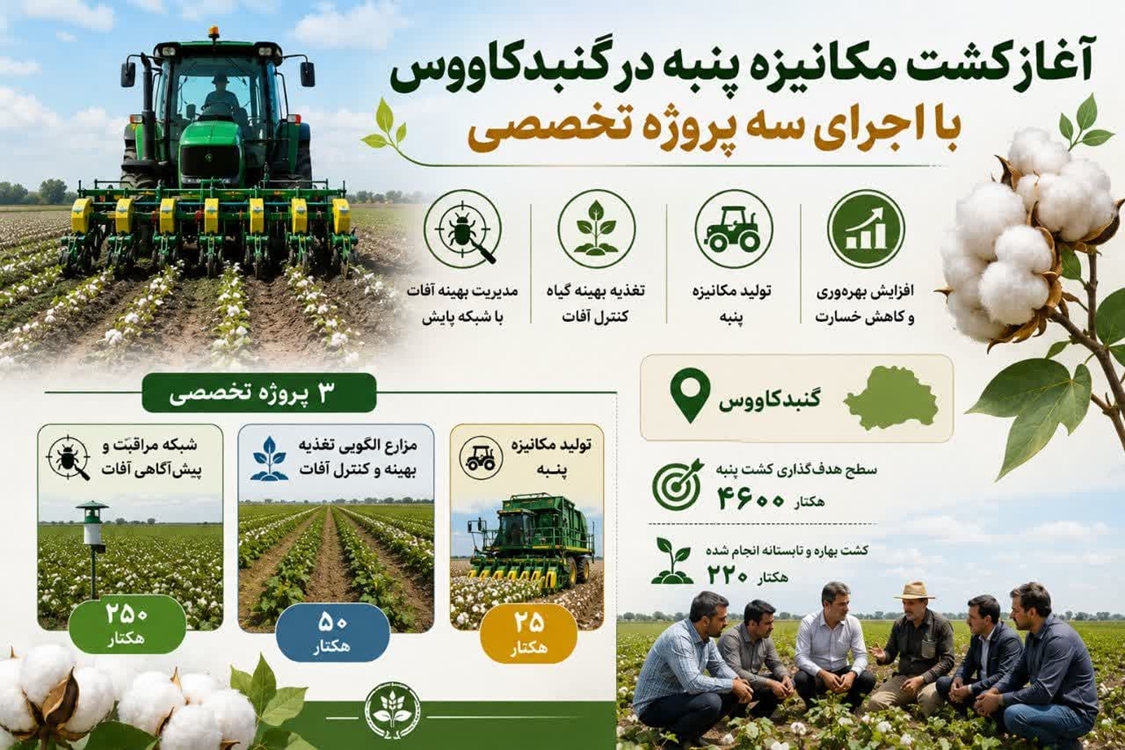 کشت پنبه گنبد کاووس 
